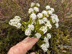 Pimelea buxifolia