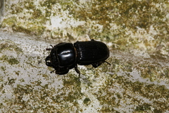 Figulus binodulus