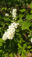 Prunus padus
