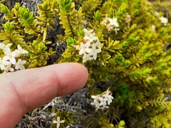 Pimelea buxifolia