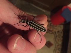 Epicauta atrivittata