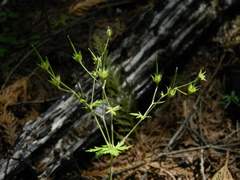 Geranium bicknellii