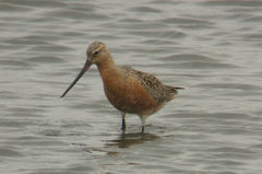 Limosa lapponica