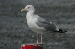 Larus argentatus vegae