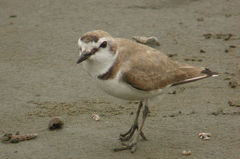 Charadrius alexandrinus