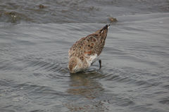Calidris alpina