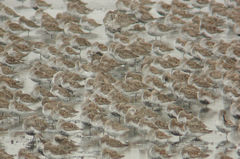 Calidris alpina