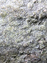 Trapelia placodioides