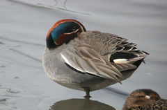 Anas crecca