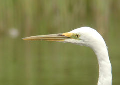 Ardea alba