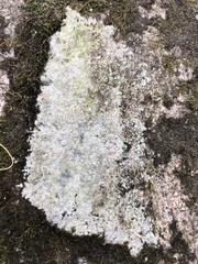 Trapelia placodioides