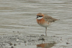 Charadrius mongolus
