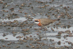 Charadrius mongolus