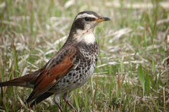 Turdus eunomus