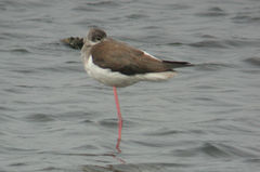 Himantopus himantopus