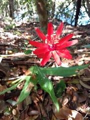 Coccinea