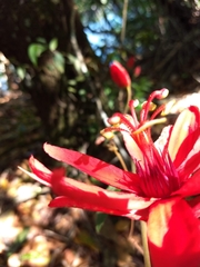 Coccinea