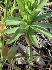 Lilieae