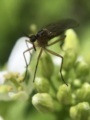 Empis trigramma