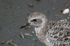 Pluvialis squatarola