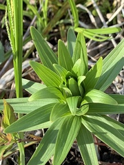 Lilieae