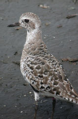 Pluvialis squatarola