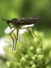 Empis trigramma