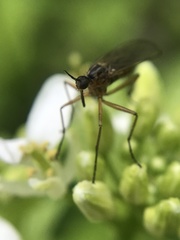 Empis trigramma