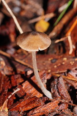 Entoloma readiae