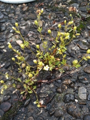 Saxifraga tridactylites