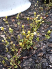 Saxifraga tridactylites