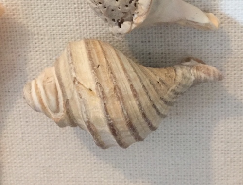 Ten-ridged Whelk