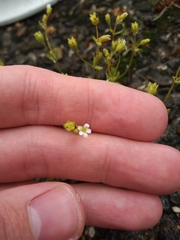 Saxifraga tridactylites