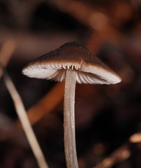 Entoloma readiae
