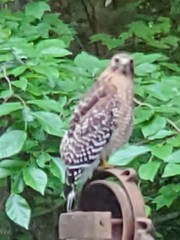 Buteo lineatus