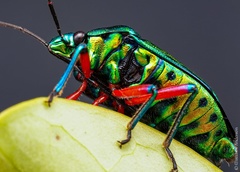 Calliphara excellens