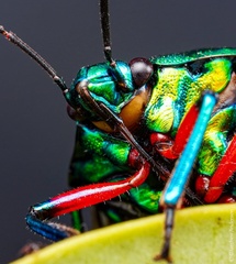 Calliphara excellens