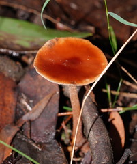 Lentinellus tasmanicus