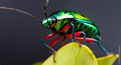 Calliphara excellens