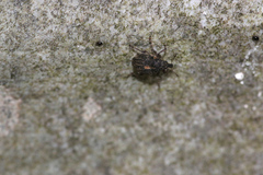 Rhinoncus leucostigma