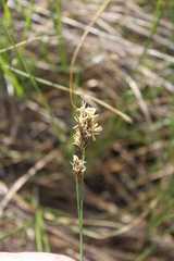 Carex divisa