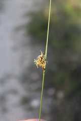 Carex divisa