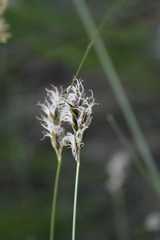 Carex divisa
