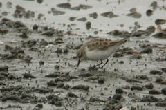 Calidris ruficollis
