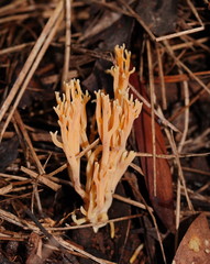 Ramaria anziana