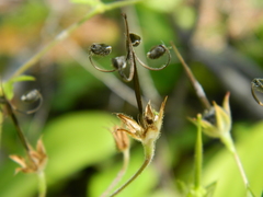 Geranium bicknellii
