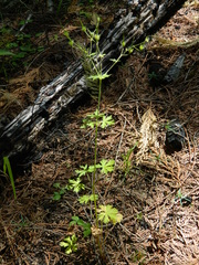 Geranium bicknellii