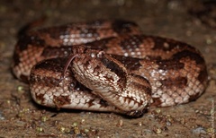 Okinawa Pitviper photo 3