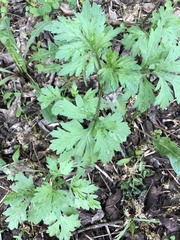 Artemisia vulgaris