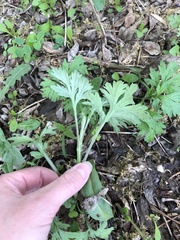 Artemisia vulgaris